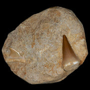 1.4" Mosasaur and Otodus Shark Fossil Tooth In Matrix Cretaceous Dinosaur Era COA