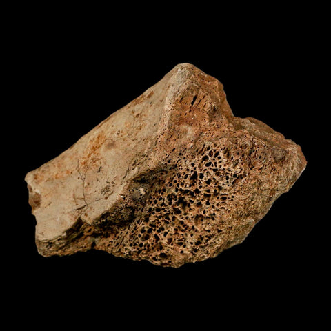 3.4" Triceratops Fossil Rib Bone Hell Creek FM Cretaceous Dinosaur MT COA Metal Stand - Fossil Age Minerals