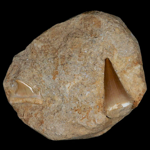 1.4" Mosasaur and Otodus Shark Fossil Tooth In Matrix Cretaceous Dinosaur Era COA - Fossil Age Minerals