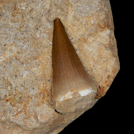1.4" Mosasaur and Otodus Shark Fossil Tooth In Matrix Cretaceous Dinosaur Era COA