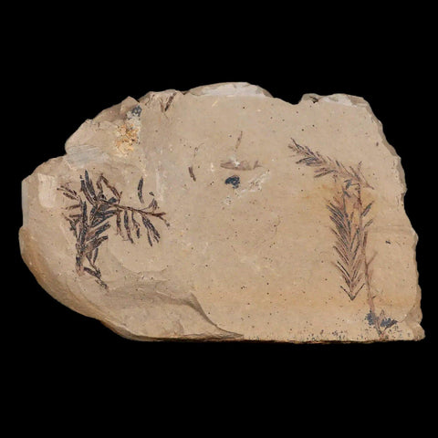 2.1" Detailed Fossil Plant Leafs Metasequoia Dawn Redwood Oligocene Age MT COA - Fossil Age Minerals