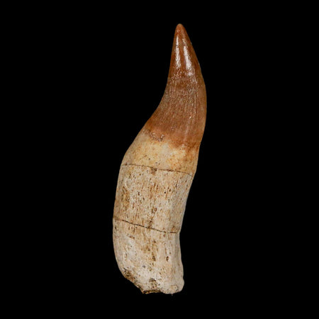 1.8" Mosasaur Eremiasaurus Fossil Tooth Rooted Cretaceous Dinosaur Era COA