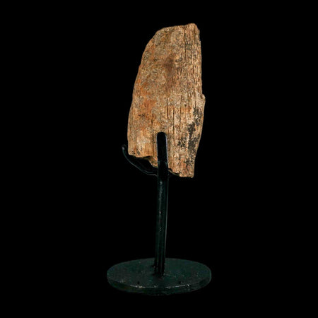 2.9" Triceratops Fossil Skull Bone Hell Creek FM Cretaceous Dinosaur MT COA Stand