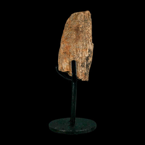 2.9" Triceratops Fossil Skull Bone Hell Creek FM Cretaceous Dinosaur MT COA Stand - Fossil Age Minerals
