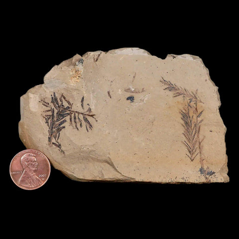 2.1" Detailed Fossil Plant Leafs Metasequoia Dawn Redwood Oligocene Age MT COA - Fossil Age Minerals