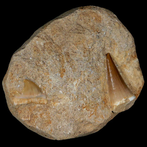 1.4" Mosasaur and Otodus Shark Fossil Tooth In Matrix Cretaceous Dinosaur Era COA - Fossil Age Minerals