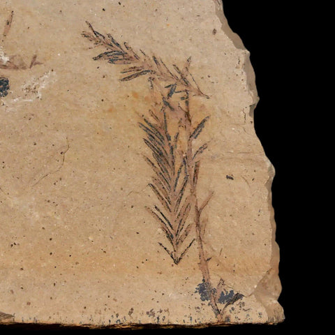 2.1" Detailed Fossil Plant Leafs Metasequoia Dawn Redwood Oligocene Age MT COA - Fossil Age Minerals