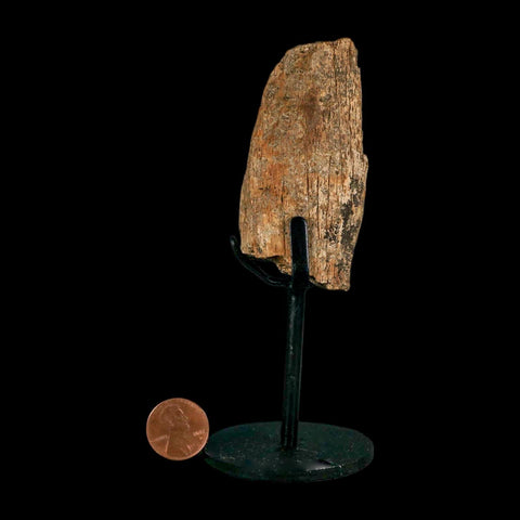 2.9" Triceratops Fossil Skull Bone Hell Creek FM Cretaceous Dinosaur MT COA Stand - Fossil Age Minerals
