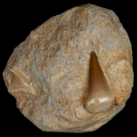 1.4" Mosasaur and Otodus Shark Fossil Tooth In Matrix Cretaceous Dinosaur Era COA - Fossil Age Minerals
