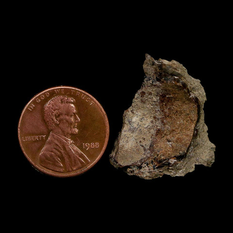 1" Tyrannosaurus Rex Fossil Bone Dinosaur Lance Creek Formation Wyoming COA - Fossil Age Minerals