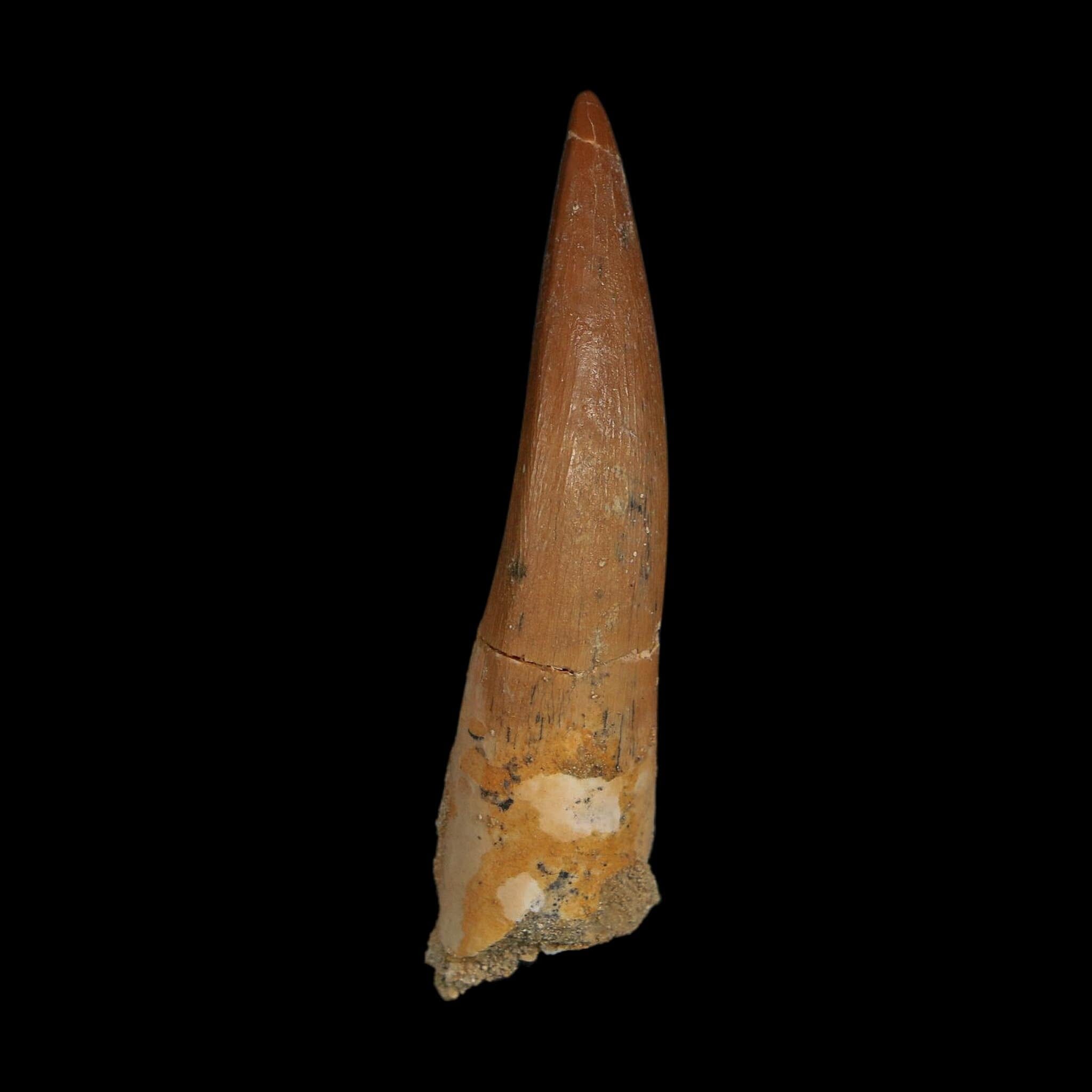 XL 2.2" Plesiosaur Zarafasaura Tooth Fossil Cretaceous Dinosaur Era COA, Stand