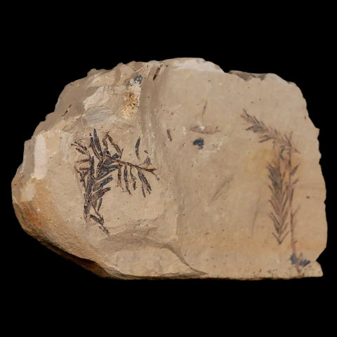 2.1" Detailed Fossil Plant Leafs Metasequoia Dawn Redwood Oligocene Age MT COA - Fossil Age Minerals