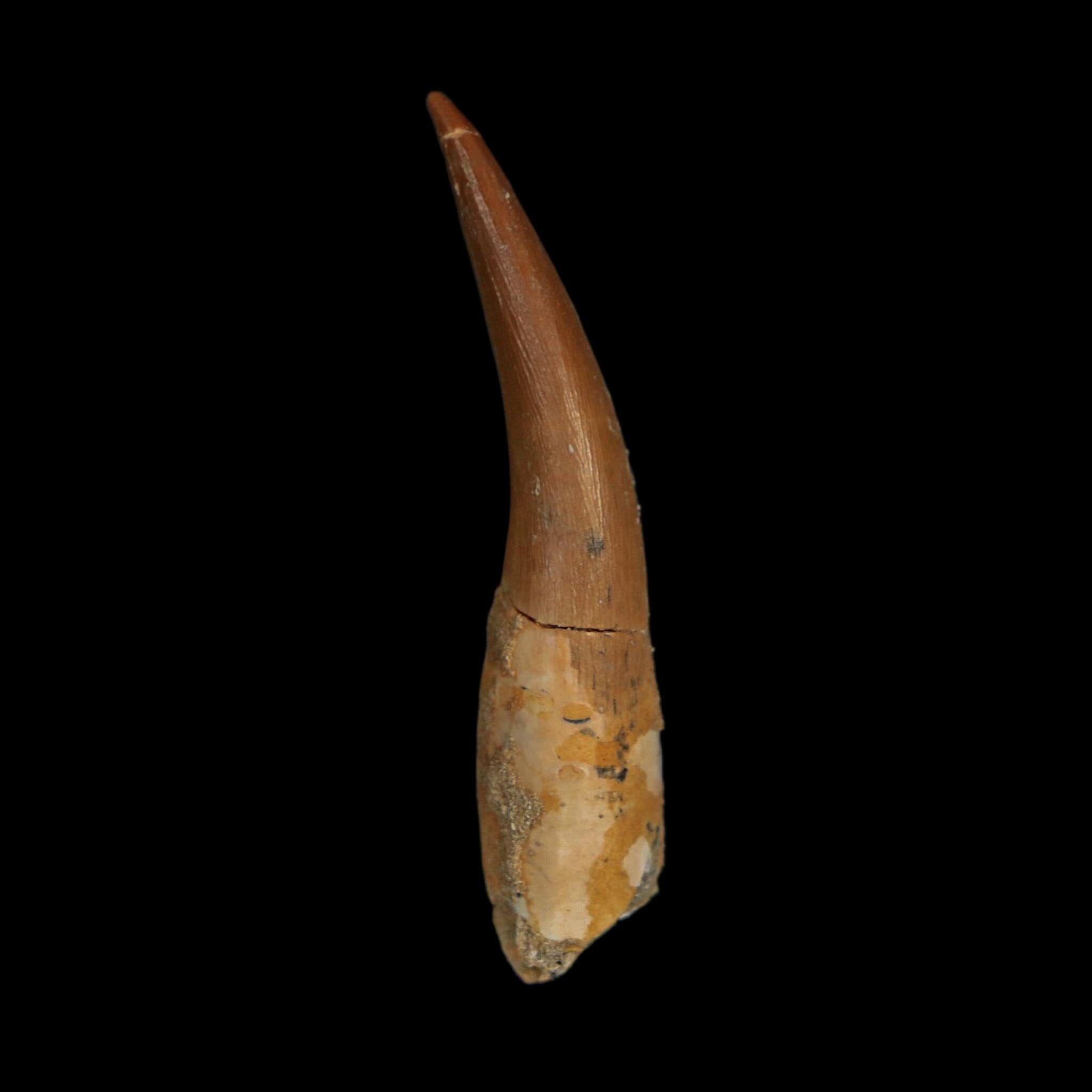 XL 2.2" Plesiosaur Zarafasaura Tooth Fossil Cretaceous Dinosaur Era COA, Stand