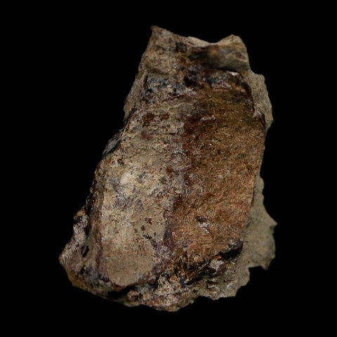 1" Tyrannosaurus Rex Fossil Bone Dinosaur Lance Creek Formation Wyoming COA - Fossil Age Minerals