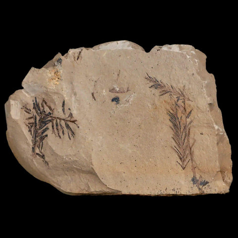 2.1" Detailed Fossil Plant Leafs Metasequoia Dawn Redwood Oligocene Age MT COA - Fossil Age Minerals