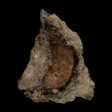 1" Tyrannosaurus Rex Fossil Bone Dinosaur Lance Creek Formation Wyoming COA