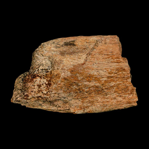 2.9" Triceratops Fossil Skull Bone Hell Creek FM Cretaceous Dinosaur MT COA Stand - Fossil Age Minerals