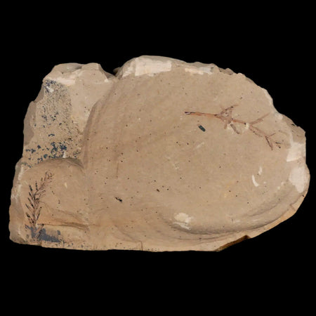 2.1" Detailed Fossil Plant Leafs Metasequoia Dawn Redwood Oligocene Age MT COA