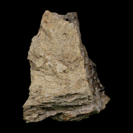 1" Tyrannosaurus Rex Fossil Bone Dinosaur Lance Creek Formation Wyoming COA
