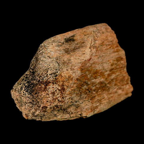 2.9" Triceratops Fossil Skull Bone Hell Creek FM Cretaceous Dinosaur MT COA Stand - Fossil Age Minerals