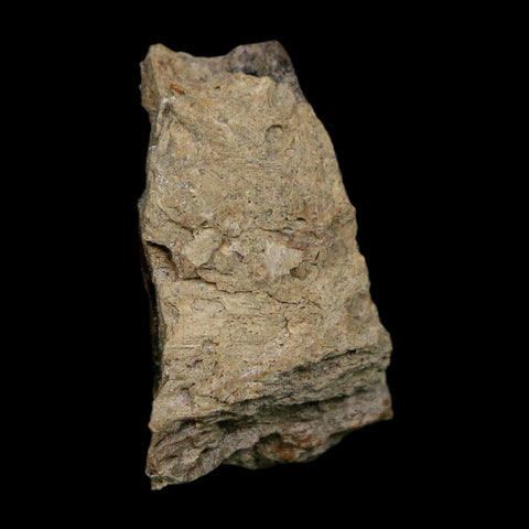 1" Tyrannosaurus Rex Fossil Bone Dinosaur Lance Creek Formation Wyoming COA - Fossil Age Minerals