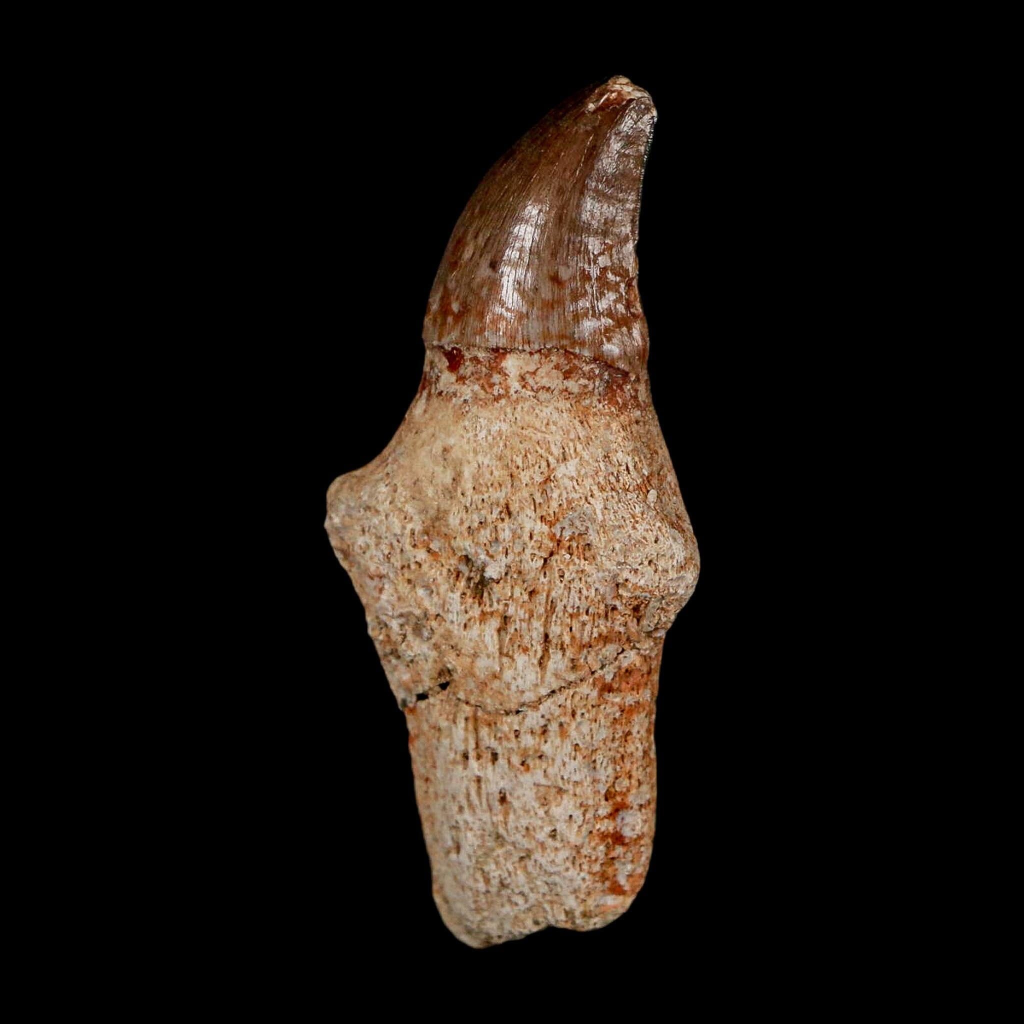 2.1" Halisaurus Walkeri Mosasaur Fossil Tooth Rooted Cretaceous Dinosaur Era COA - Fossil Age Minerals