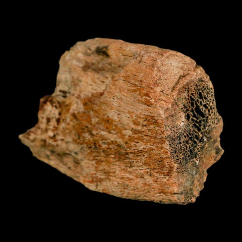 2.9" Triceratops Fossil Skull Bone Hell Creek FM Cretaceous Dinosaur MT COA Stand - Fossil Age Minerals