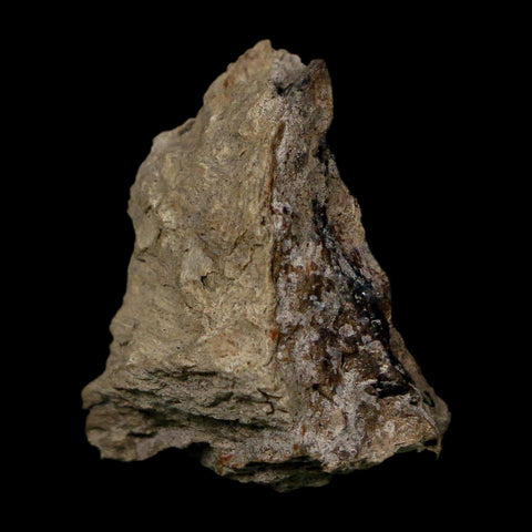 1" Tyrannosaurus Rex Fossil Bone Dinosaur Lance Creek Formation Wyoming COA - Fossil Age Minerals