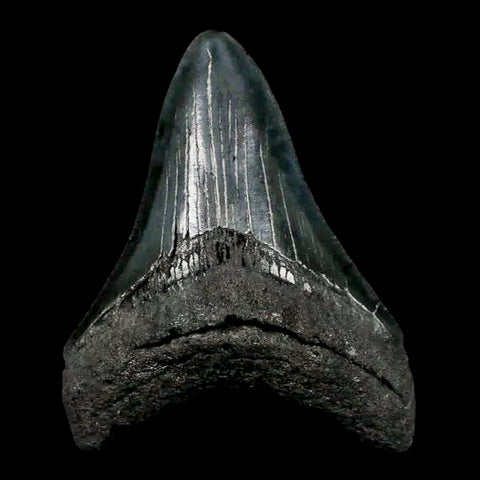 2.9" Quality Megalodon Shark Tooth Serrated Fossil Natural Miocene Age COA - Fossil Age Minerals
