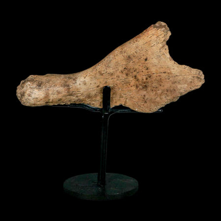 4.8" Triceratops Fossil Skull Bone Hell Creek FM Cretaceous Dinosaur MT COA Stand