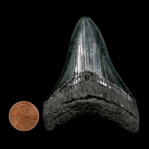 2.9" Quality Megalodon Shark Tooth Serrated Fossil Natural Miocene Age COA - Fossil Age Minerals