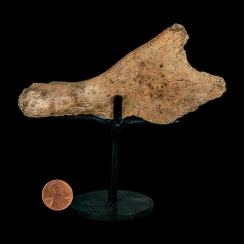 4.8" Triceratops Fossil Skull Bone Hell Creek FM Cretaceous Dinosaur MT COA Stand - Fossil Age Minerals