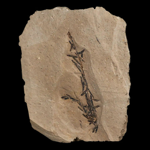 2.5" Detailed Fossil Plant Leafs Metasequoia Dawn Redwood Oligocene Age MT COA - Fossil Age Minerals