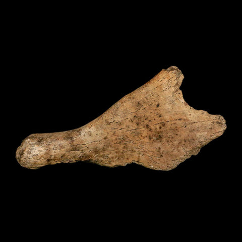 4.8" Triceratops Fossil Skull Bone Hell Creek FM Cretaceous Dinosaur MT COA Stand - Fossil Age Minerals
