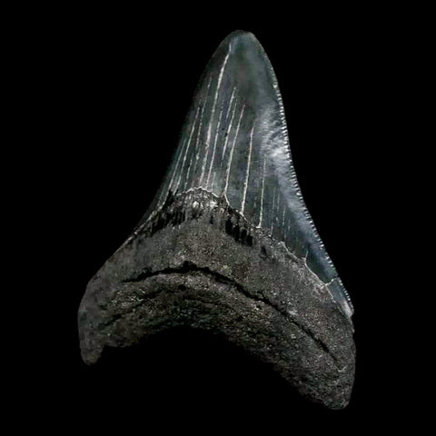 2.9" Quality Megalodon Shark Tooth Serrated Fossil Natural Miocene Age COA - Fossil Age Minerals