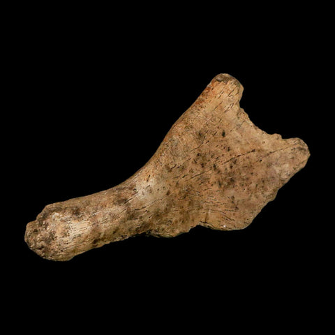 4.8" Triceratops Fossil Skull Bone Hell Creek FM Cretaceous Dinosaur MT COA Stand - Fossil Age Minerals