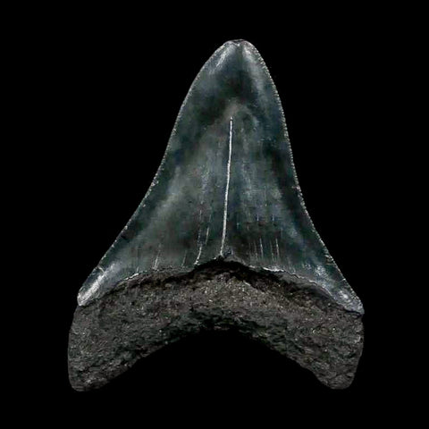 2.9" Quality Megalodon Shark Tooth Serrated Fossil Natural Miocene Age COA - Fossil Age Minerals