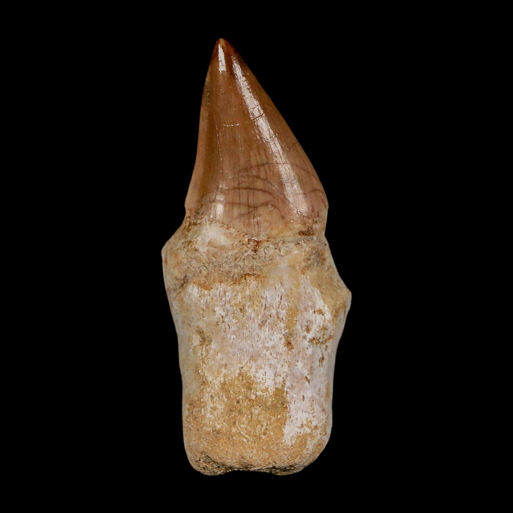 1.9" Halisaurus Walkeri Mosasaur Fossil Tooth Rooted Cretaceous Dinosaur Era COA - Fossil Age Minerals