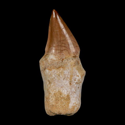 1.9" Halisaurus Walkeri Mosasaur Fossil Tooth Rooted Cretaceous Dinosaur Era COA