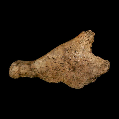 4.8" Triceratops Fossil Skull Bone Hell Creek FM Cretaceous Dinosaur MT COA Stand - Fossil Age Minerals