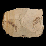 1.5" Detailed Fossil Plant Leafs Metasequoia Dawn Redwood Oligocene Age MT COA