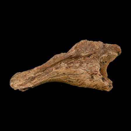 4.8" Triceratops Fossil Skull Bone Hell Creek FM Cretaceous Dinosaur MT COA Stand