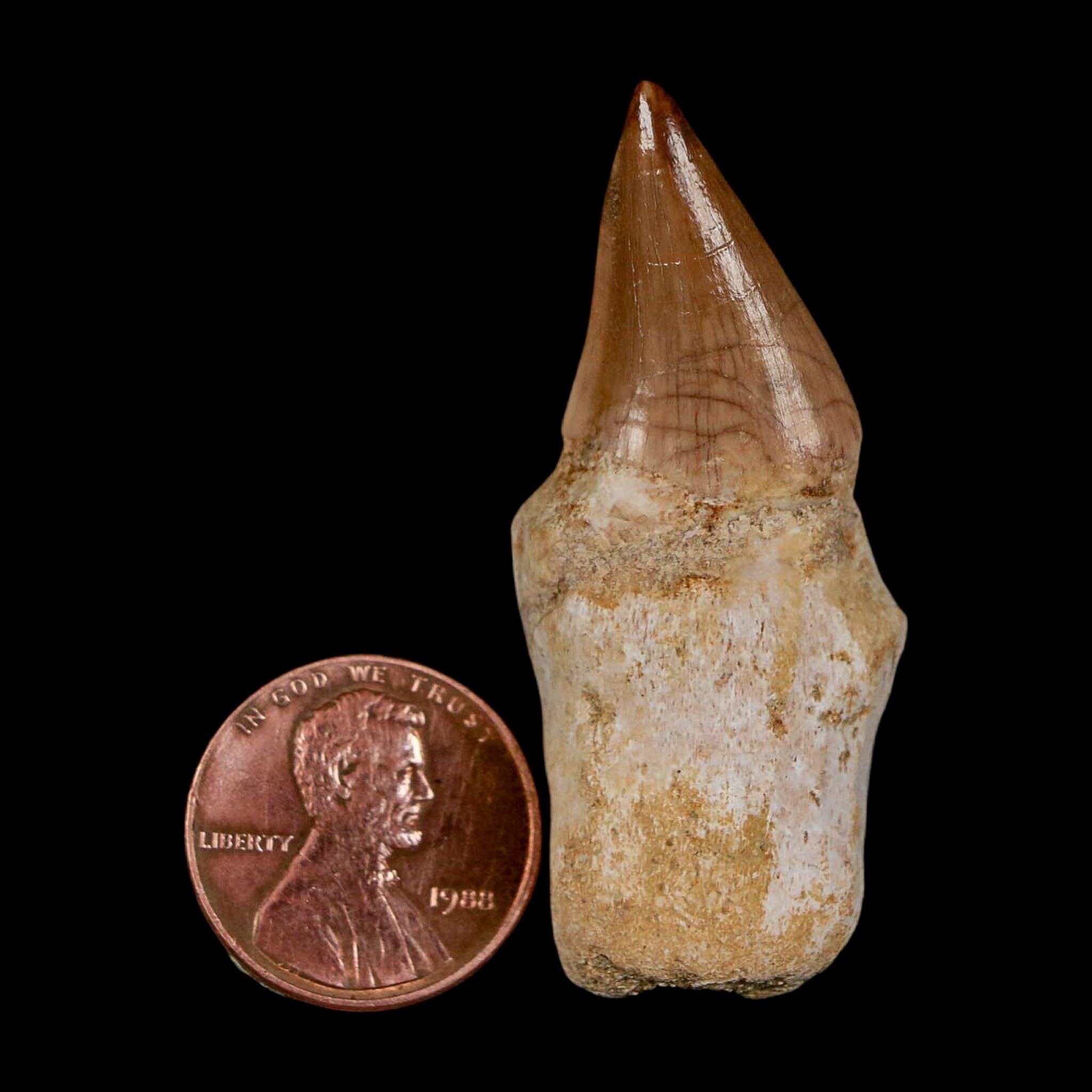 1.9" Halisaurus Walkeri Mosasaur Fossil Tooth Rooted Cretaceous Dinosaur Era COA - Fossil Age Minerals