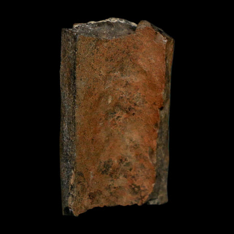 1" Tyrannosaurus Rex Fossil Bone Dinosaur Lance Creek Formation Wyoming COA - Fossil Age Minerals