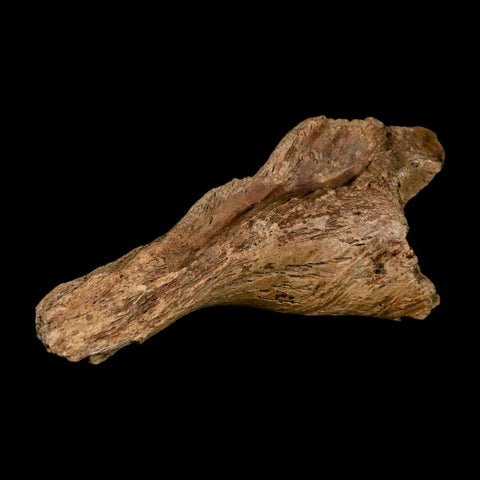 4.8" Triceratops Fossil Skull Bone Hell Creek FM Cretaceous Dinosaur MT COA Stand - Fossil Age Minerals
