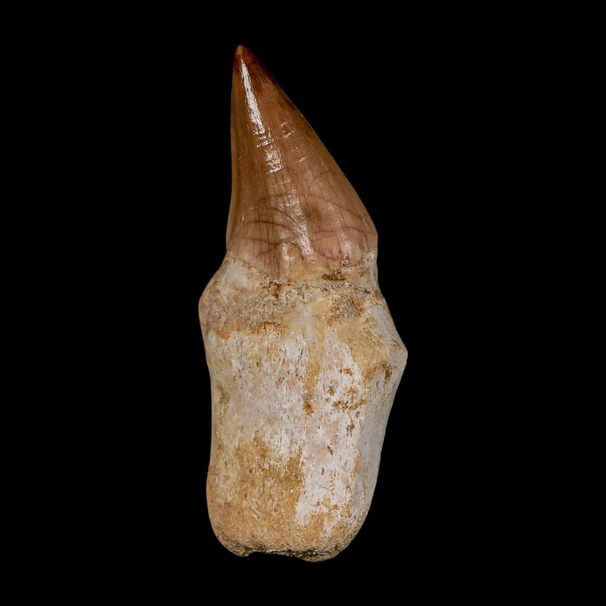 1.9" Halisaurus Walkeri Mosasaur Fossil Tooth Rooted Cretaceous Dinosaur Era COA - Fossil Age Minerals