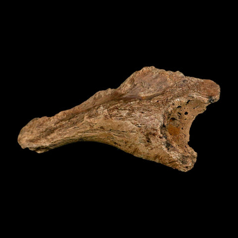4.8" Triceratops Fossil Skull Bone Hell Creek FM Cretaceous Dinosaur MT COA Stand - Fossil Age Minerals