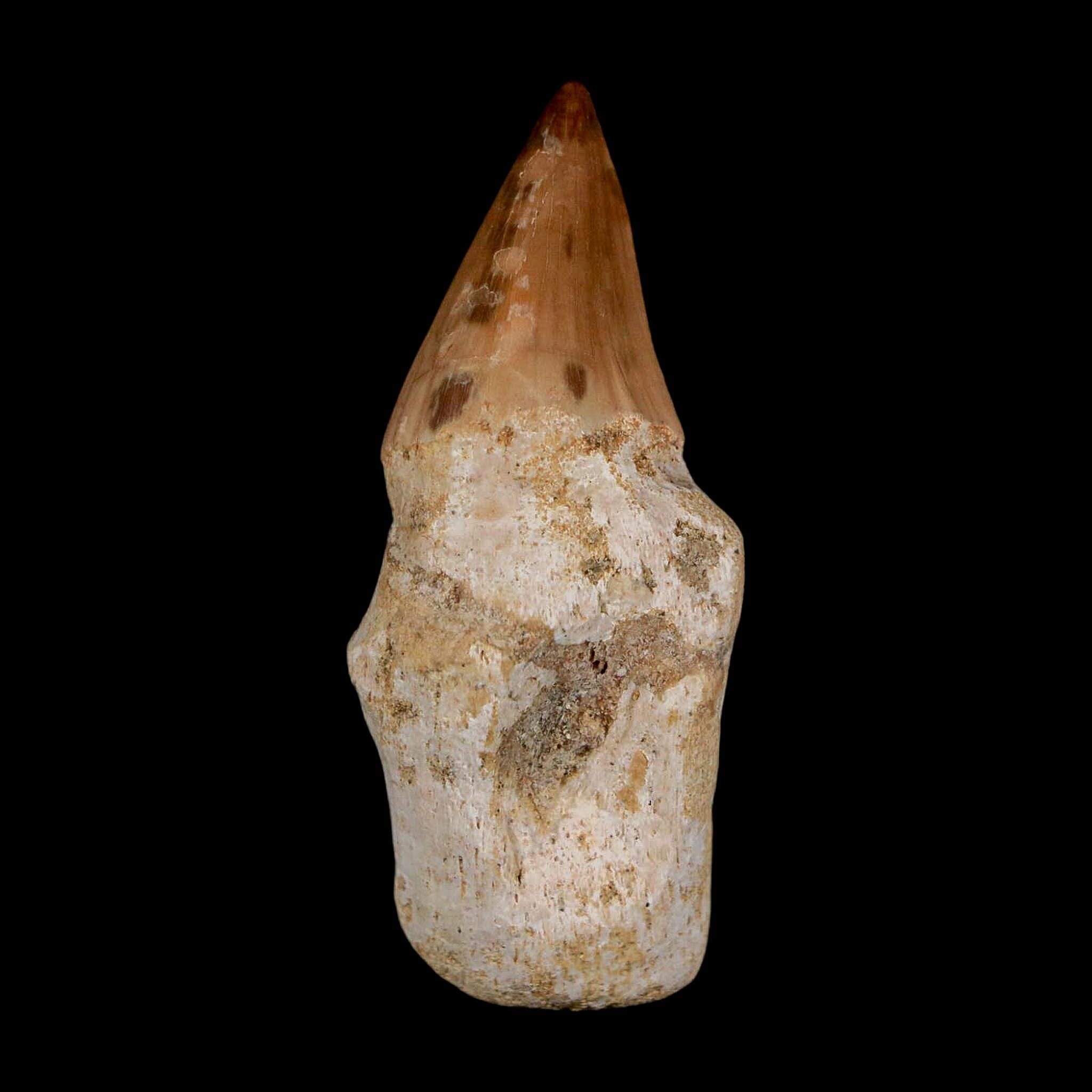 1.9" Halisaurus Walkeri Mosasaur Fossil Tooth Rooted Cretaceous Dinosaur Era COA - Fossil Age Minerals