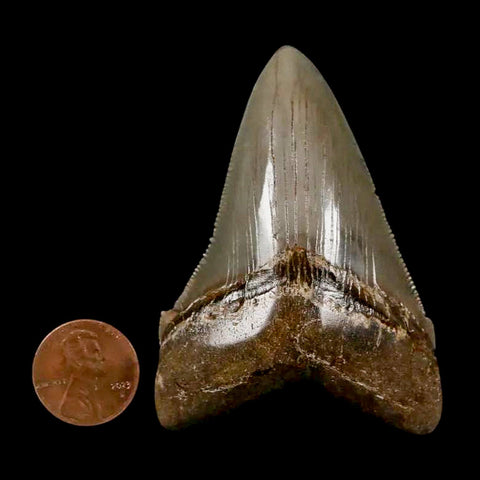 2.6" Quality Otodus Chubutensis Tooth Serrated Fossil Natural Miocene Age - Fossil Age Minerals