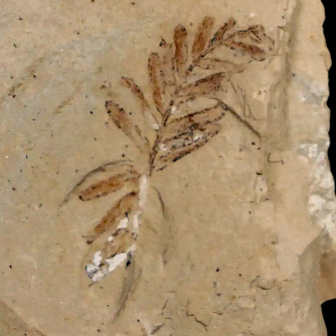 1.5" Detailed Fossil Plant Leafs Metasequoia Dawn Redwood Oligocene Age MT COA - Fossil Age Minerals
